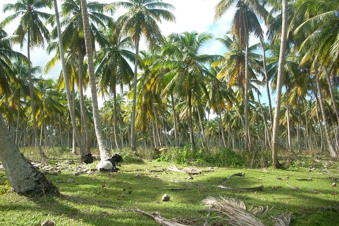 Private Boat Nature Tour of Limón Beach and Lagoon - Weather, timing, and the smoothness factor
