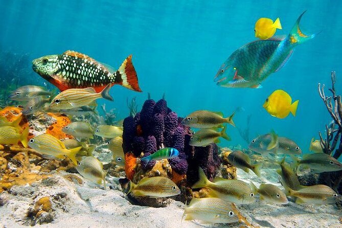 Private Party Boat with Snorkeling in Playa Bibijagua - Price and Value: What $849 Per Group Really Means