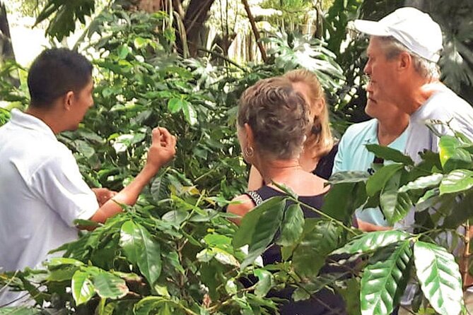 Punta Cana: Cultural half-day tours in the Dominican Republic - What to watch for: vehicle time, horse comfort, and weather reality