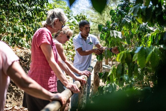 Punta Cana: Cultural half-day tours in the Dominican Republic - Who this tour suits best (and who should pass)