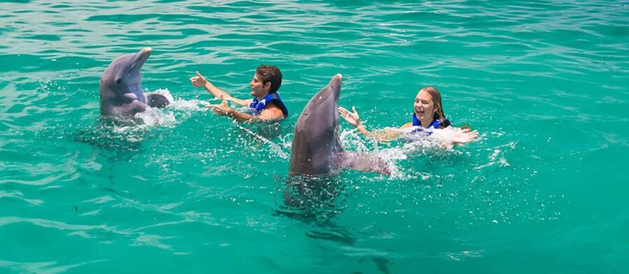 Punta Cana Dolphin Adventure: 40-Minute Interaction - Should You Book This Punta Cana Dolphin Adventure?