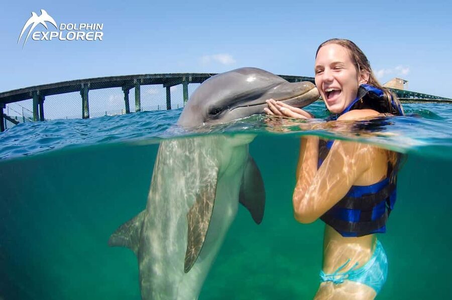 Punta Cana Dolphin Adventure: 40-Minute Interaction - The Training Brief: Dolphin Communication Basics