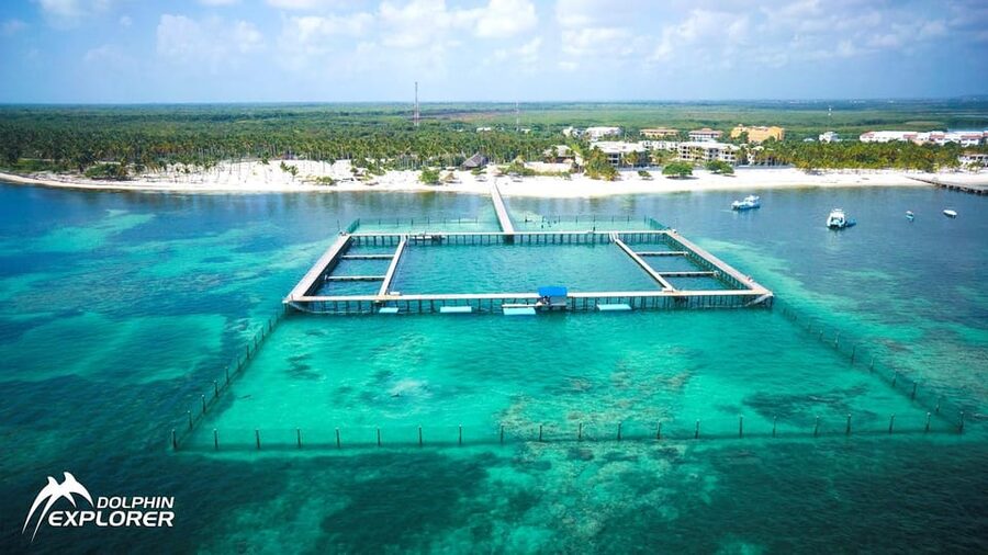 Punta Cana Dolphin Adventure: 40-Minute Interaction - Photos, Keepsakes, and the Real Cost of Memories