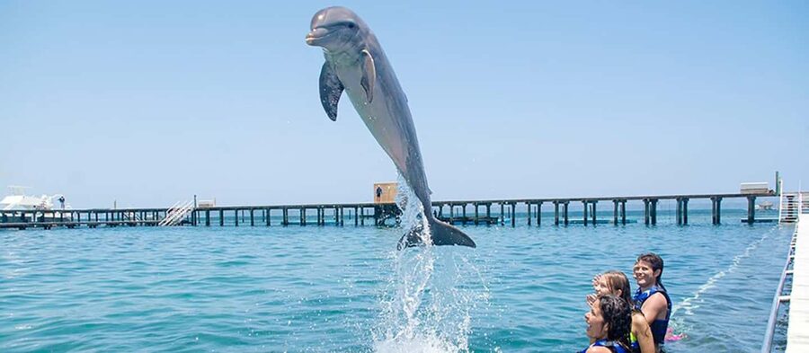 Punta Cana Dolphin Adventure: 40-Minute Interaction - Practical Tips for a Smooth Dolphin Session