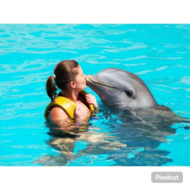Punta Cana: Dolphin Explorer Park Entry, Swim, or Encounter - Is this best for families, couples, and animal lovers?