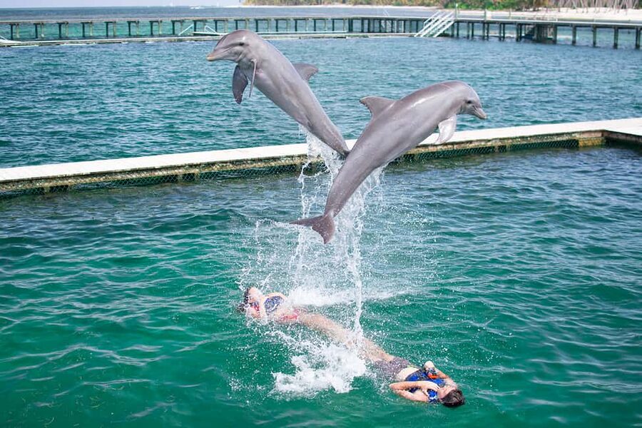 Punta Cana: Dolphin Explorer Swims and Interactions - Punta Cana Dolphin Explorer: what makes this one worth your time