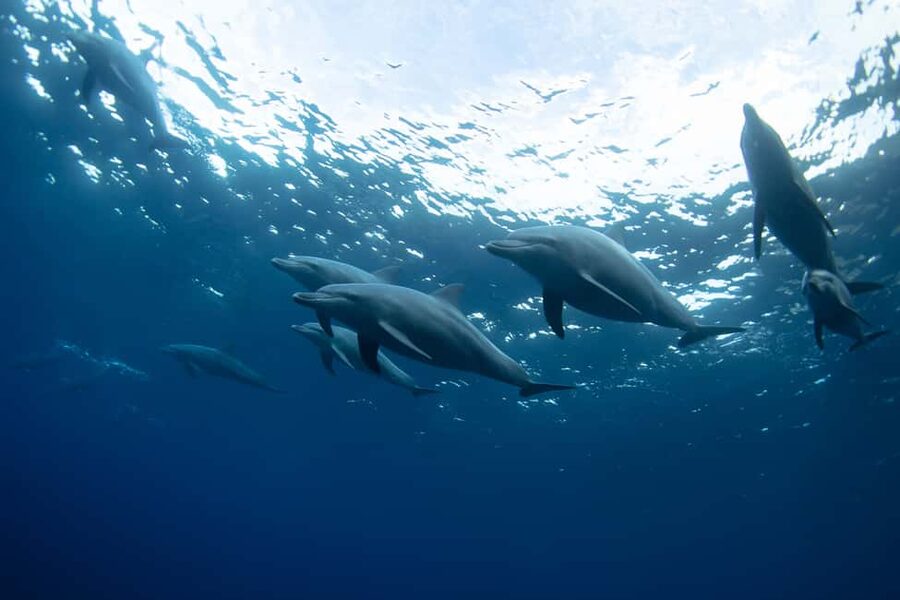 Punta Cana: Dolphin Explorer Swims and Interactions - Getting in the water: what the interaction actually feels like