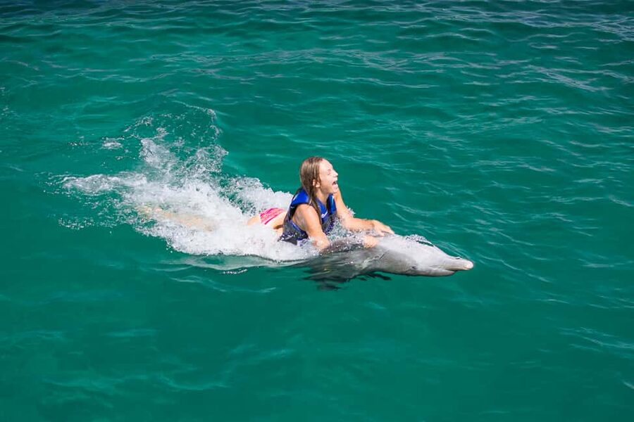 Punta Cana: Dolphin Explorer Swims and Interactions - What you learn: dolphin behavior plus habitat conservation