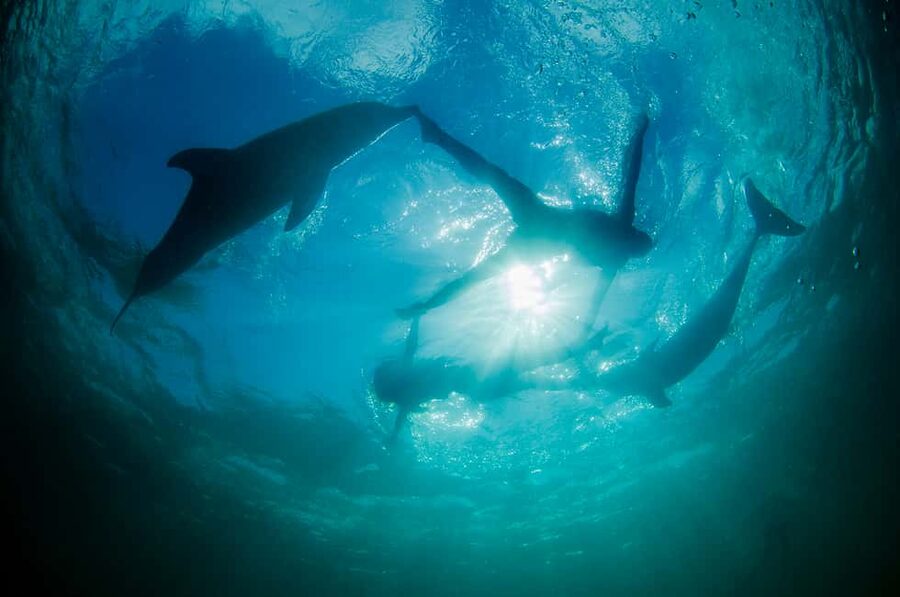 Punta Cana: Dolphin Explorer Swims and Interactions - Animal extras: sea lion, birds, and parrots