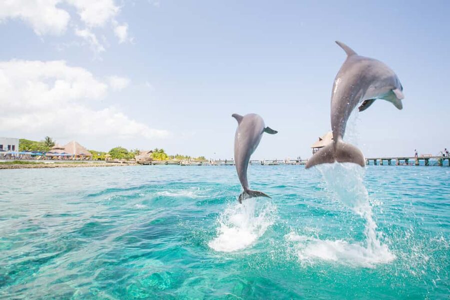 Punta Cana: Dolphin Explorer Swims and Interactions - Price reality: $120 is the door price, not the souvenir total