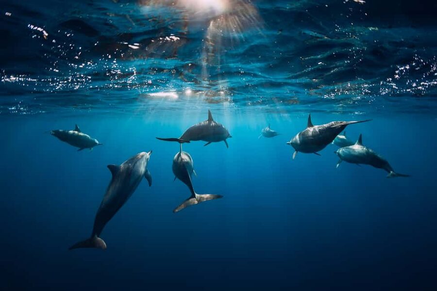 Punta Cana: Dolphin Explorer Swims and Interactions - Organization on the ground: what runs smoothly and what to watch