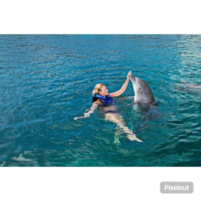 Punta Cana: Dolphin Park Entry and Swim with Dolphins - Hotel Pickup and the Logistics That Can Make or Break the Day