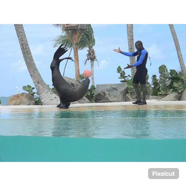 Punta Cana: Dolphin Park Entry and Swim with Dolphins - Safety Equipment, Rules, and What You Must Respect