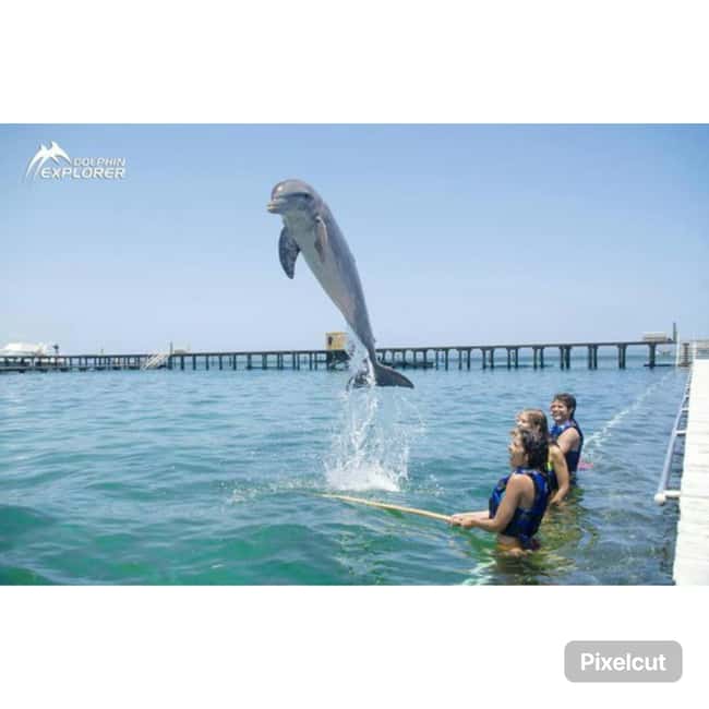 Punta Cana: Dolphin Park Entry and Swim with Dolphins - What to Bring (Without Guessing): Photo and Food Reality