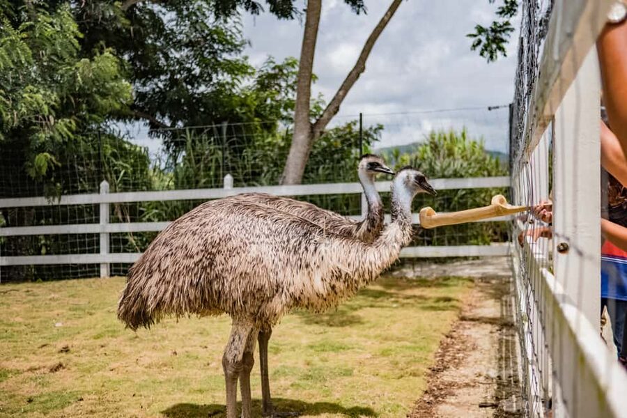 Punta Cana: Eco Park Safari Adventure - Key things I’d circle before you go