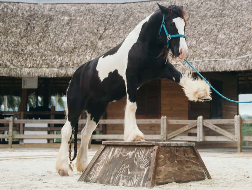 Punta Cana: Eco Park Safari Adventure - Price and value: is $90 a fair deal for 210 minutes?