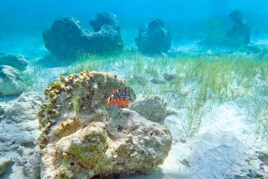 Punta Cana: Full Day Boat Trip to Catalina Island with Lunch - Catamaran Cruise and the National Park of the East Intro