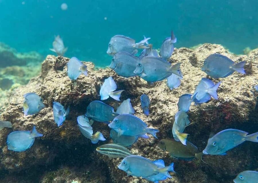 Punta Cana: Full-day Snorkelling Tour in Catalina Island - Key things to know before you go