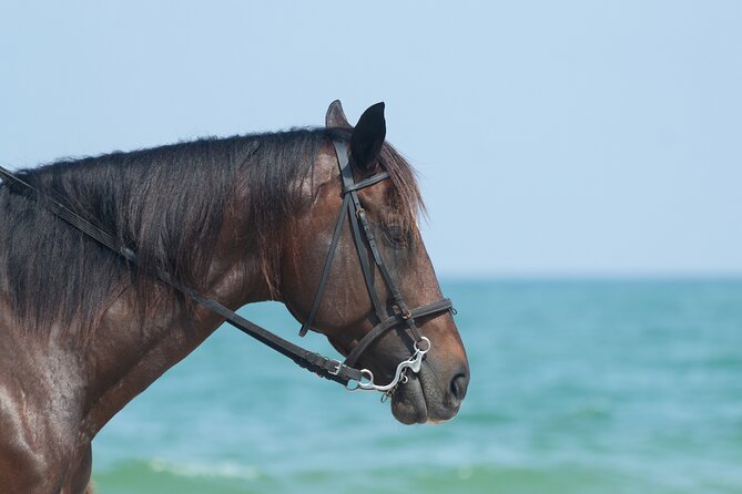 Punta Cana Horseback Riding Adventure - Ending at the Private Beach: Swimming With Your Horse (and What to Expect)