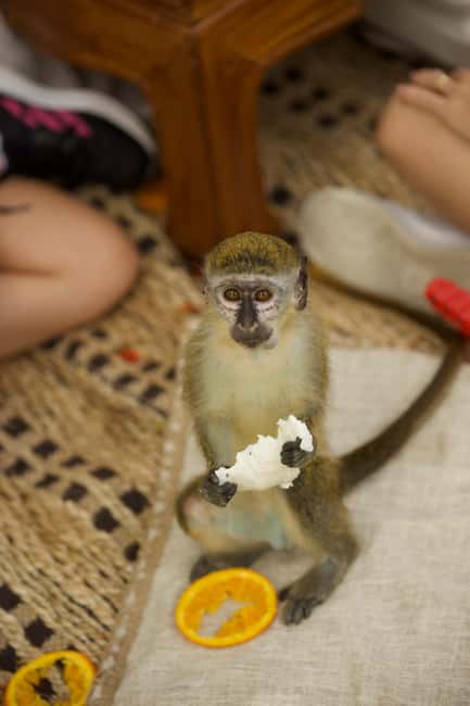 Punta Cana: Interactive Experience at Monkey House - The picnic area: calmer energy and your best chance to shoot photos