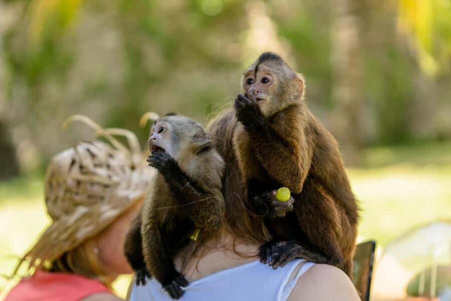 Punta Cana: Interactive Experience at Monkey House - Meeting four monkey species in a natural setting (and why it feels different)