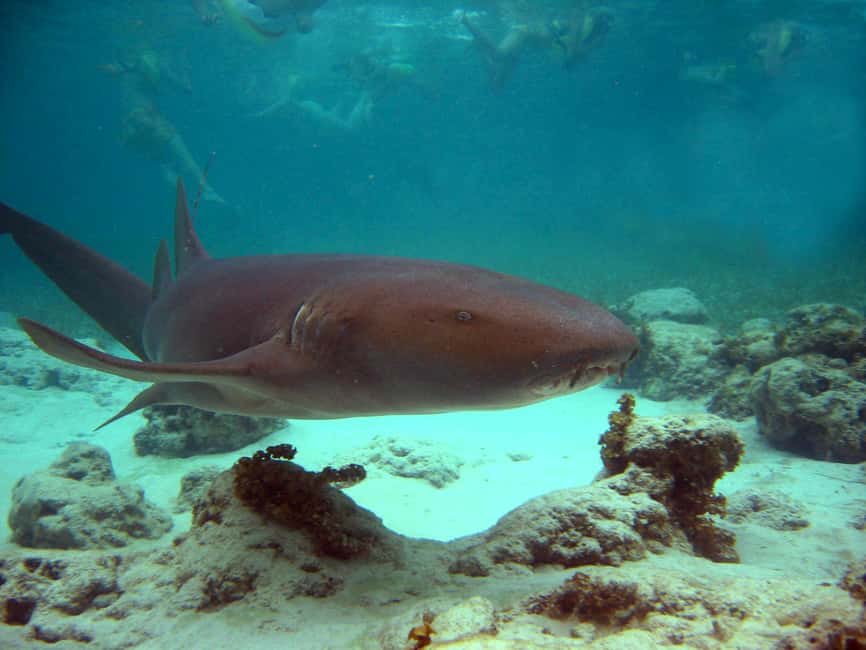 Punta Cana: Marinarium Snorkeling Cruise - Double-Deck Catamaran + Glass-Bottom Views: The Ride Part You’ll Actually Notice