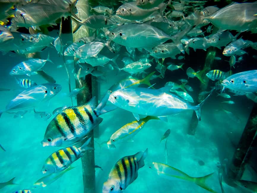 Punta Cana: Marinarium Snorkeling Cruise - Natural Swimming Pool Stop by Palm Trees: The Break That Changes the Mood