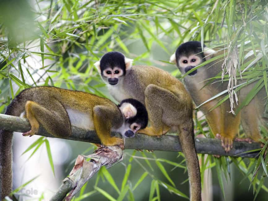 Punta Cana: Monkey Adventure by Jhoraji With Hotel Pick-Up - Key things you should know before you go
