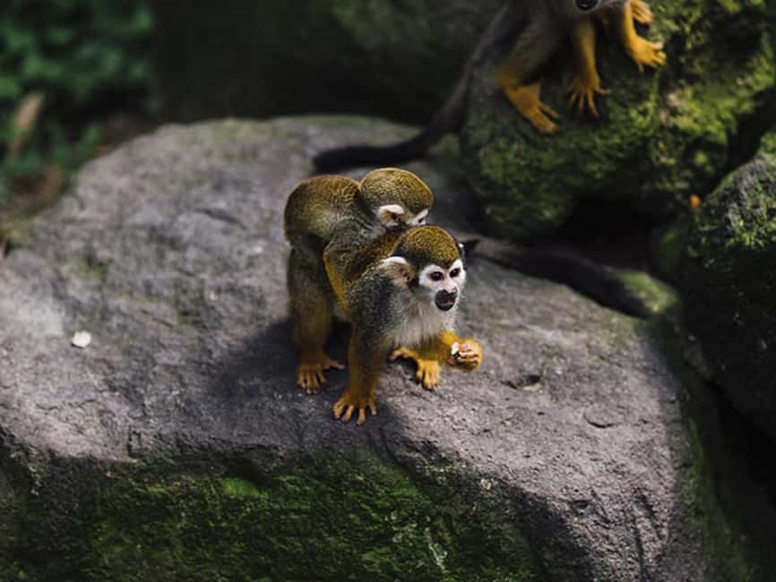 Punta Cana: Monkey Adventure by Jhoraji With Hotel Pick-Up - Bottle-feeding: the cutest moment, and what it can mean in practice