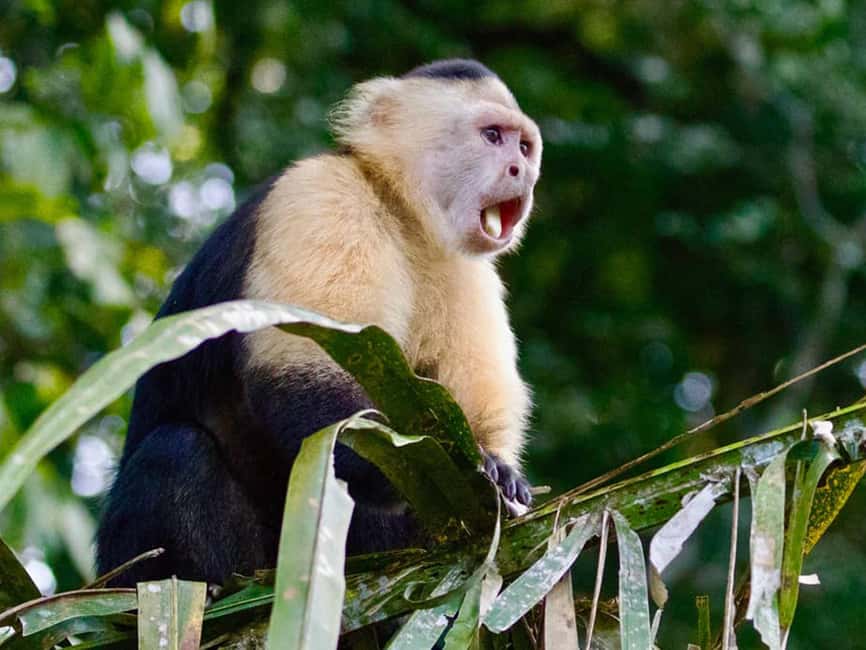 Punta Cana: Monkey Adventure by Jhoraji With Hotel Pick-Up - The monkey lineup: four species, four personalities