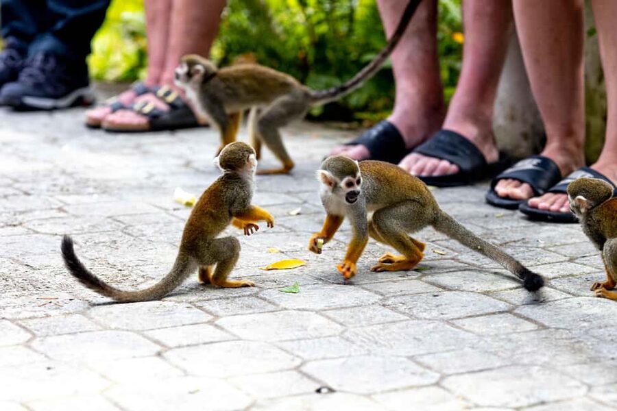 Punta Cana: Monkey Land Half-Day Safari and Plantation - Price and Value: What You’re Getting for $95