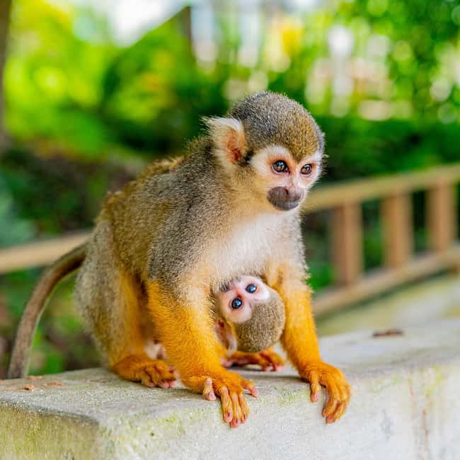 Punta Cana: Monkey Land Half-Day Safari and Plantation - Who This Tour Is For, and Who Should Skip It