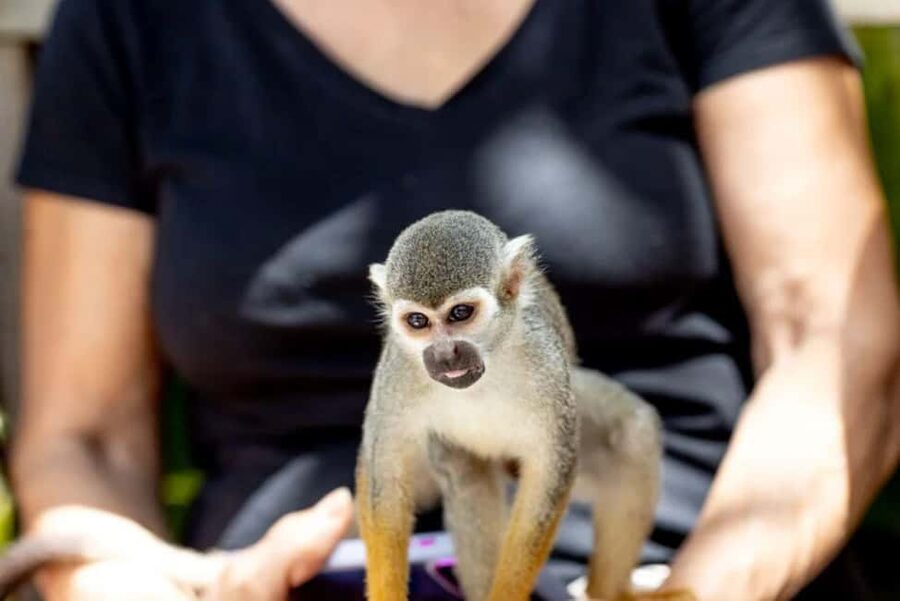 Punta Cana: Monkey Sanctuary Half-Day Tour - The Coconut House Stop: Coffee, Chocolate, and Coconut Oil Learning