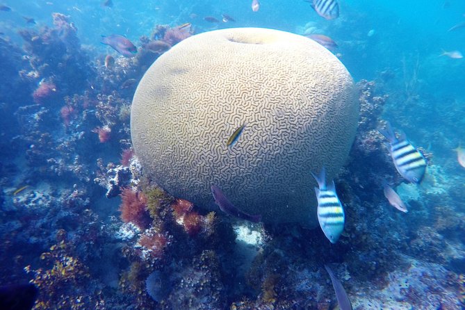 Punta Cana Private Cruise up to 10 people - Snorkeling in the Restoration Zone: Coral Nursery and Underwater Structures