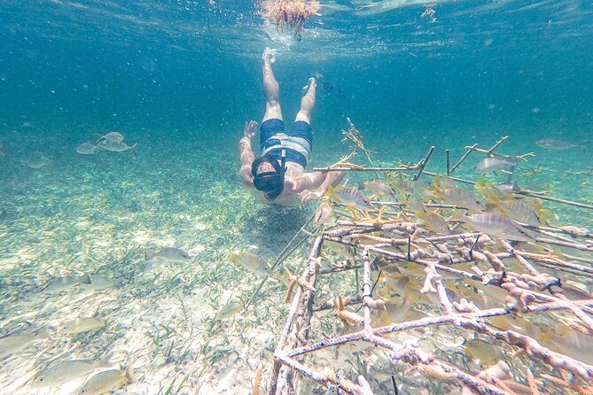 Punta Cana Private Cruise Up To 10 Snorkeling & Seafood lunch - Price and value: why $1,062.50 per group can make sense