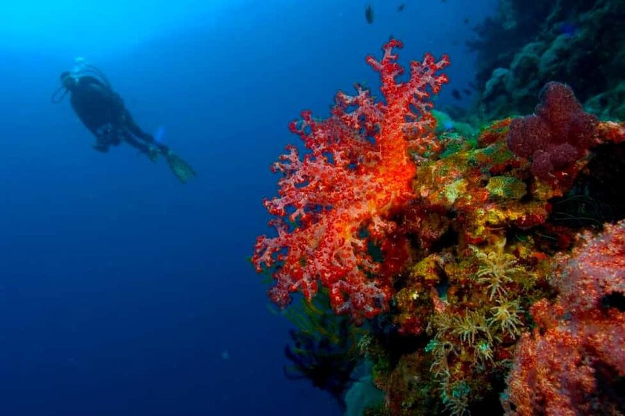 Punta Cana: Reef Diving Adventure Explore Underwater Wonders - Key Points at a Glance