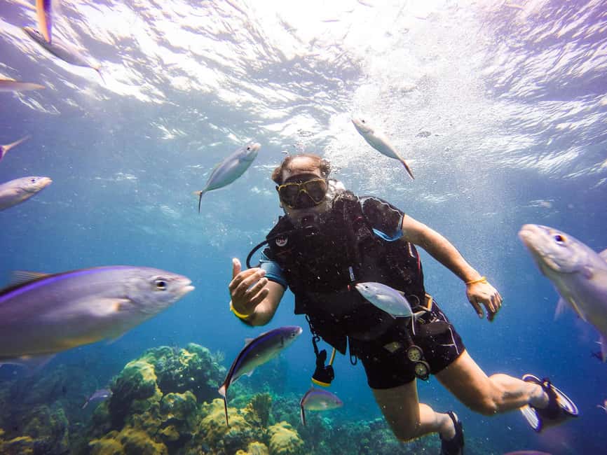 Punta Cana: Scuba Diving Adventure to Catalina Island - Key Highlights to Expect