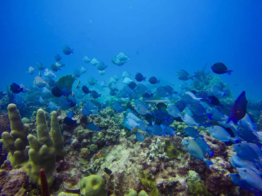 Punta Cana: Scuba Diving Adventure to Catalina Island - Catalina Island Beach Break: Open Bar, Music, and Real Snorkeling Time