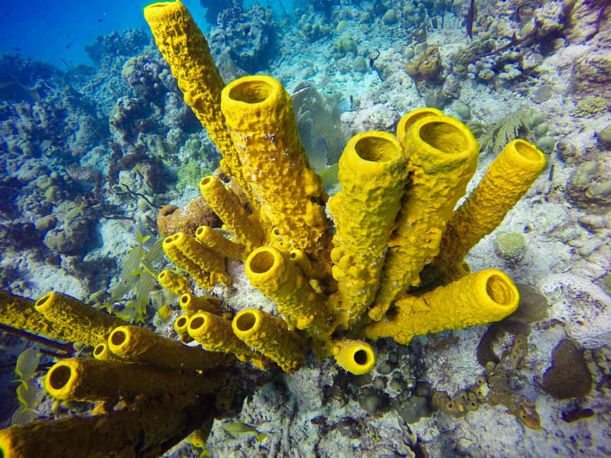 Punta Cana: Scuba Diving Adventure to Catalina Island - The Gear, Cert Requirement, and Safety Rules That Matter