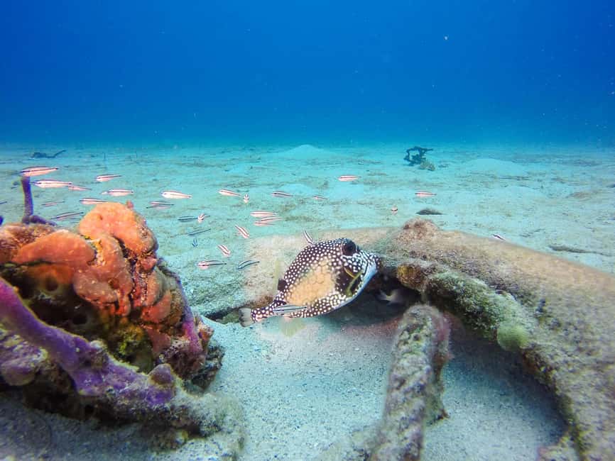 Punta Cana: Scuba Diving Adventure to Catalina Island - Price and Value: Is $155 Worth It?