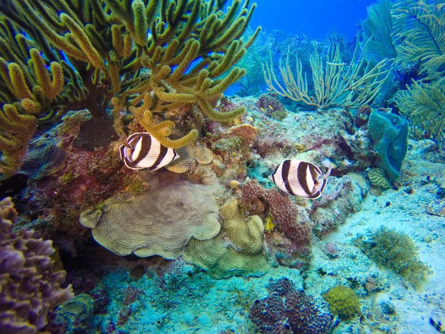 Punta Cana: Scuba Diving Adventure to Catalina Island - Should You Book the Punta Cana to Catalina Scuba Trip?