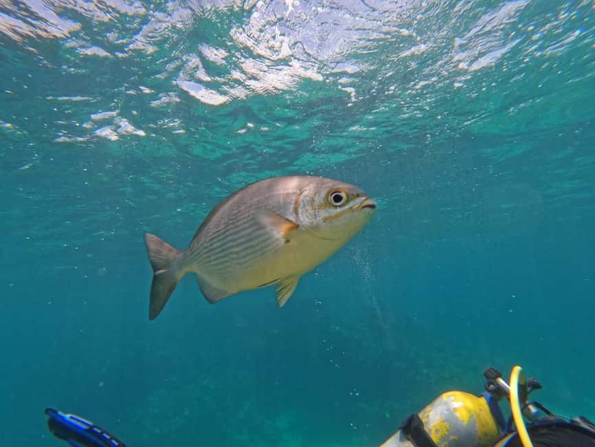 Punta Cana: Scuba Doo Adventure with Round-Trip Transfer - What a Scuba Doo day in Punta Cana really feels like
