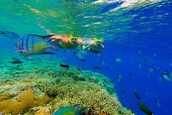 Punta Cana Snorkeling Cruise and Dune buggy Combo Adventure - Catamaran portion from Marina Tour Package Punta Cana