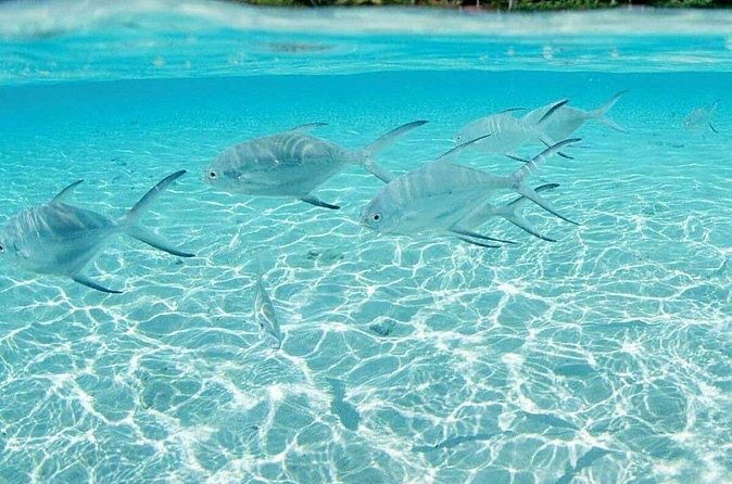 Punta Cana Speed Boat Tour and Snorkeling - Marine life odds: fish, coral, and possible bigger sightings