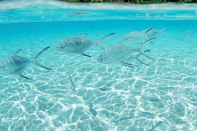 Punta Cana Speed Boat Tour and Snorkeling - Smart tips before you go