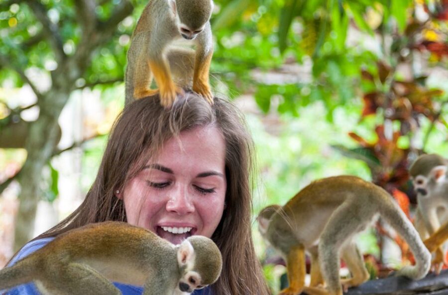Punta Cana: Triple Jungle Adventure Park Tour with Tastings - Monkeyland: Close-Up Squirrel Monkey Time Done Right