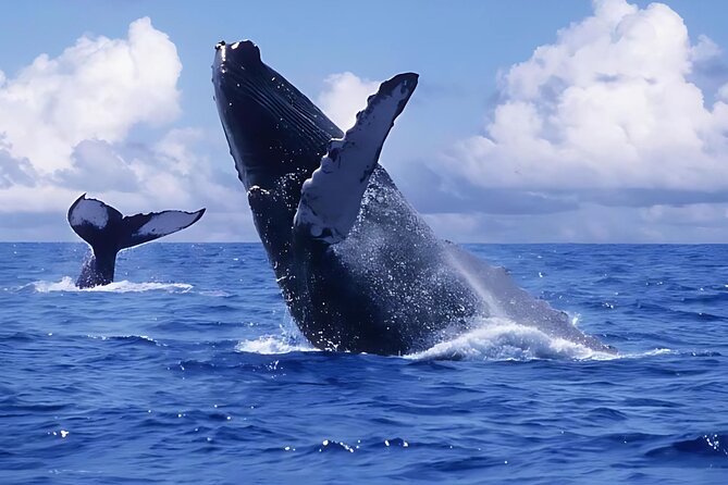 Punta Cana Whale Watching and Bacardi Island Day Trip - Key things I’d circle before you go