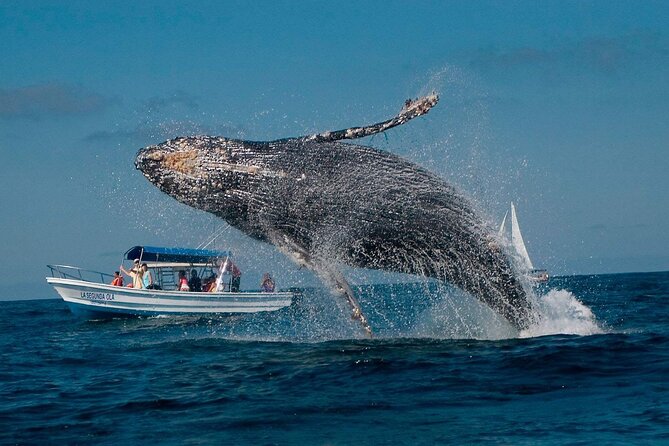 Punta Cana Whale Watching and Bacardi Island Day Trip - Samaná Bay at 7:30 am: a long day with a clear purpose