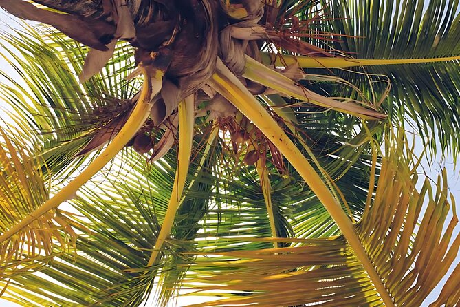 Punta Cana Whale Watching and Bacardi Island Day Trip - El Limón Waterfall plus horseback: the more intense choice
