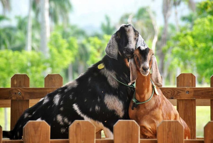 Punta Cana: Xploration Animal Park Bus Tour with Encounters - Quick hits
